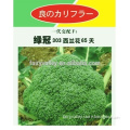 High Quality Hybrid F1 Broccoli Seeds 65 days-Green Crown 303